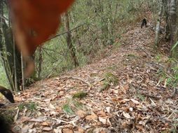 Image of Yellow-throated Marten