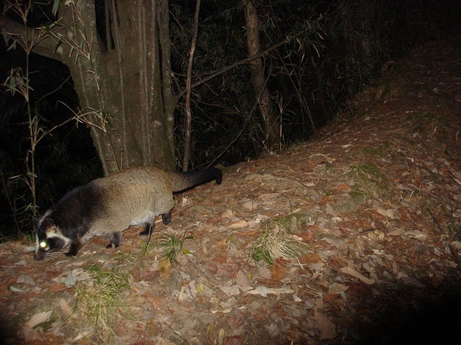 Image of Masked Palm Civet