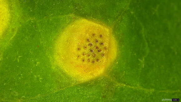 Image of Puccinia kusanoi Dietel 1899