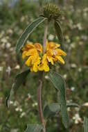 Imagem de Phlomis grandiflora H. S. Thomps.