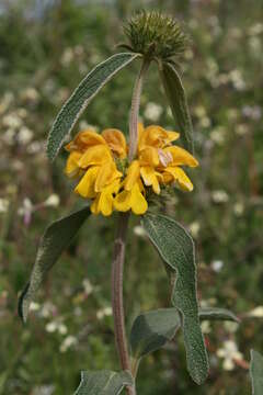 Image of Phlomis grandiflora H. S. Thomps.