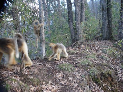 Image of Golden Snub-nosed Monkey