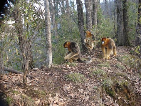 Image of Golden Snub-nosed Monkey