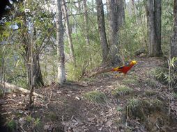 Image of Golden Pheasant