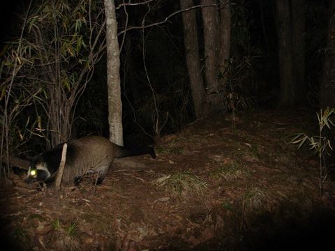 Image of Masked Palm Civet