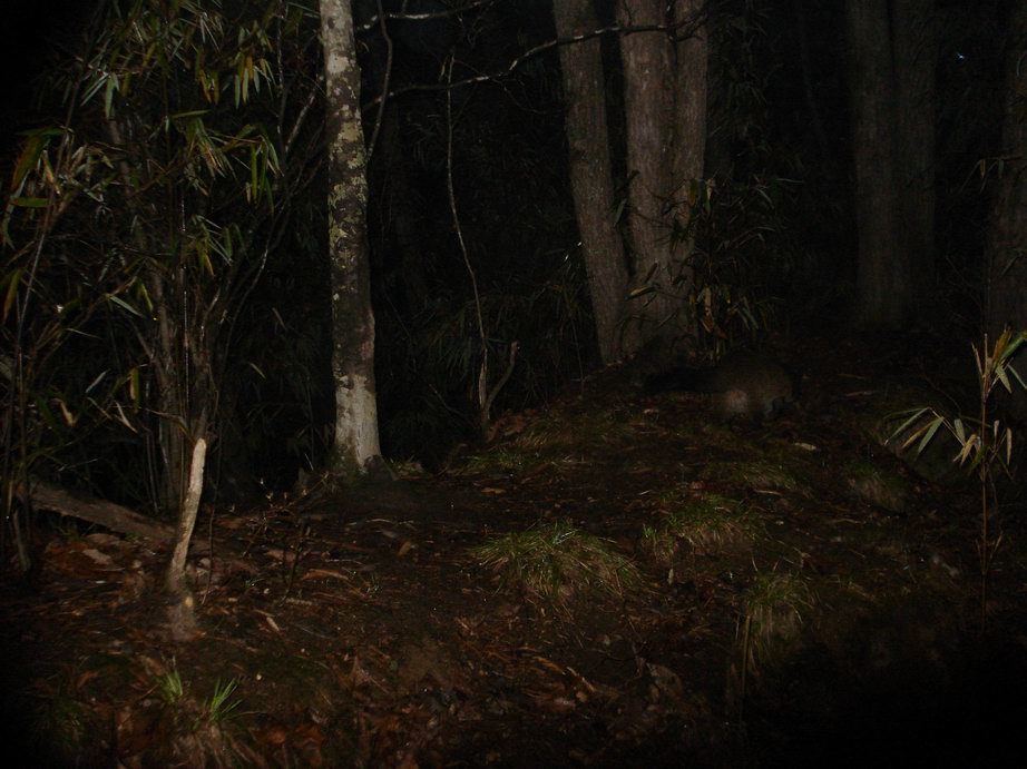 Image of Masked Palm Civet