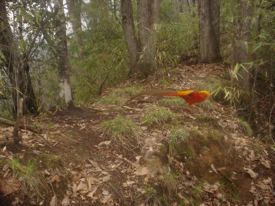 Image of Golden Pheasant