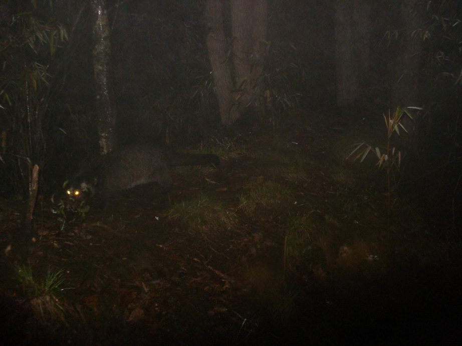 Image of Masked Palm Civet