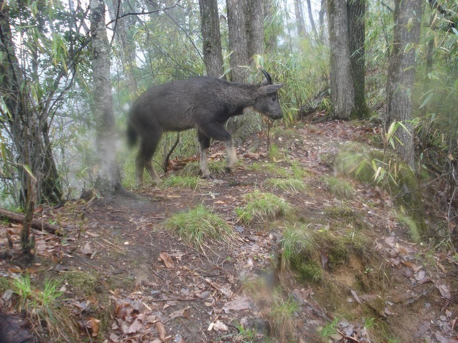 Image of Himalayan Goral