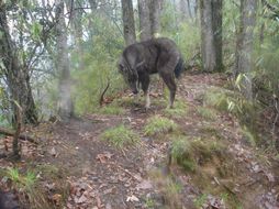 Image of Himalayan Goral