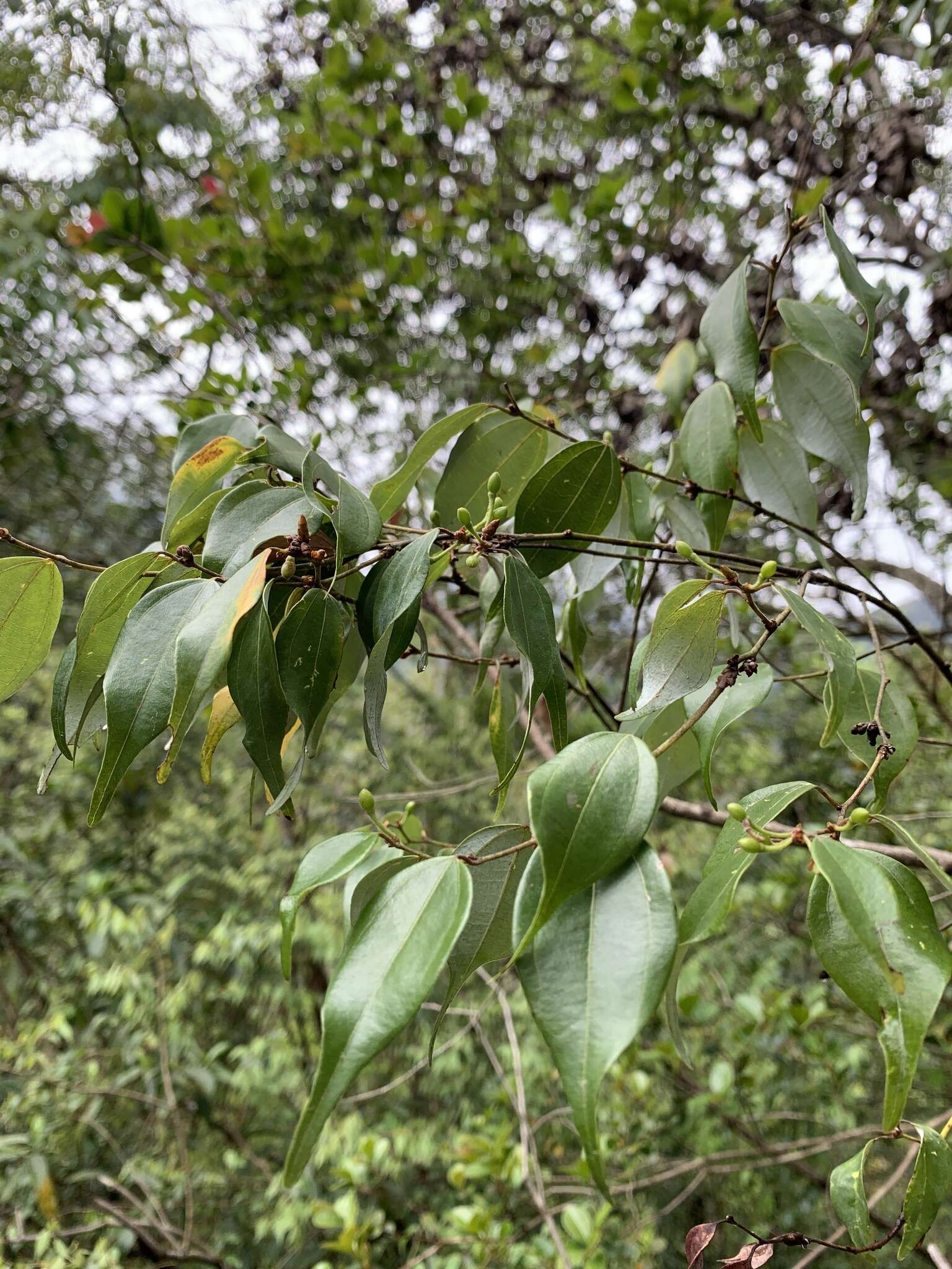 Image of Lindera aggregata (Sims) Kosterm.