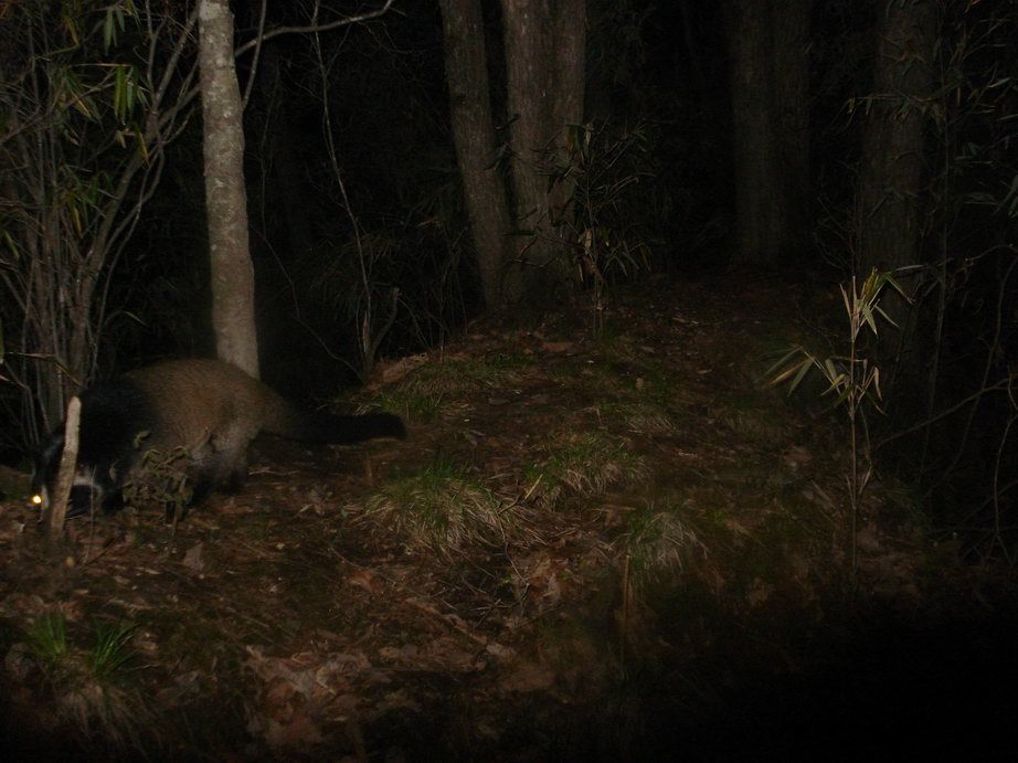 Image of Masked Palm Civet