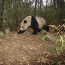 Image of Giant Panda