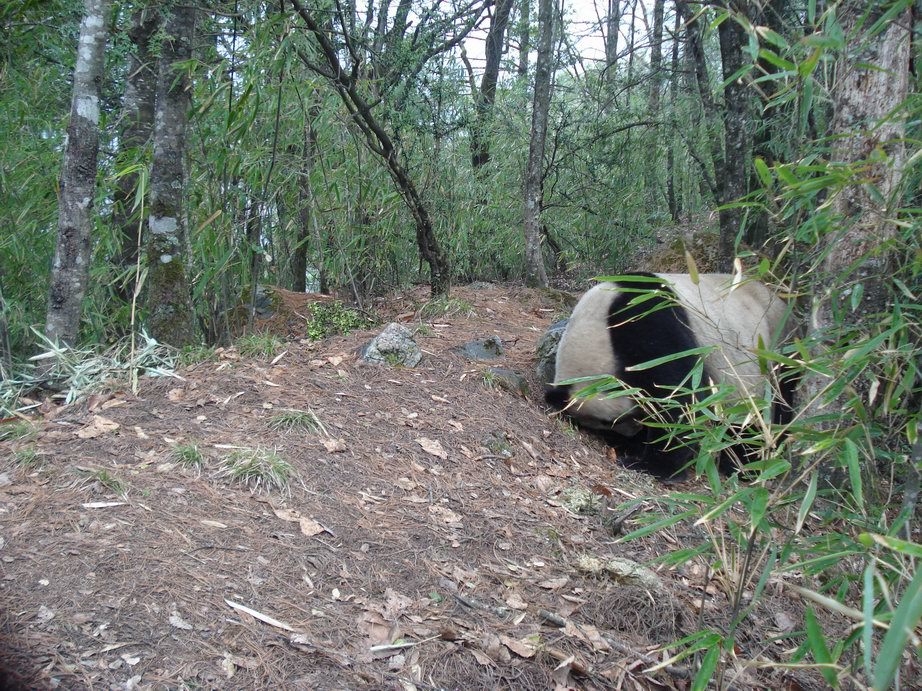 Image of Giant Panda