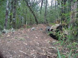 Image of Giant Panda