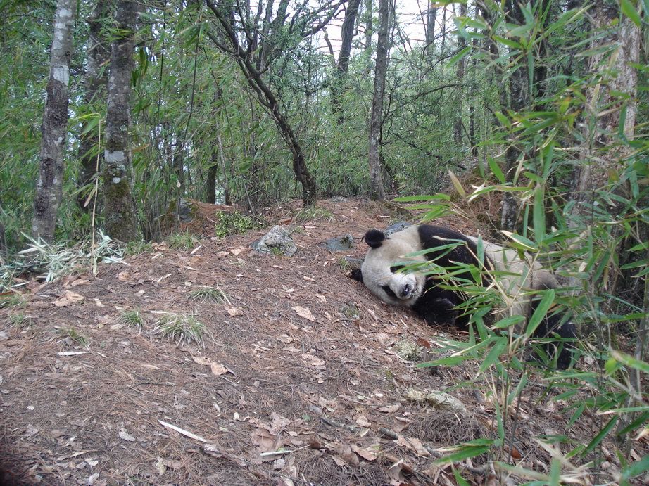 Image of Giant Panda