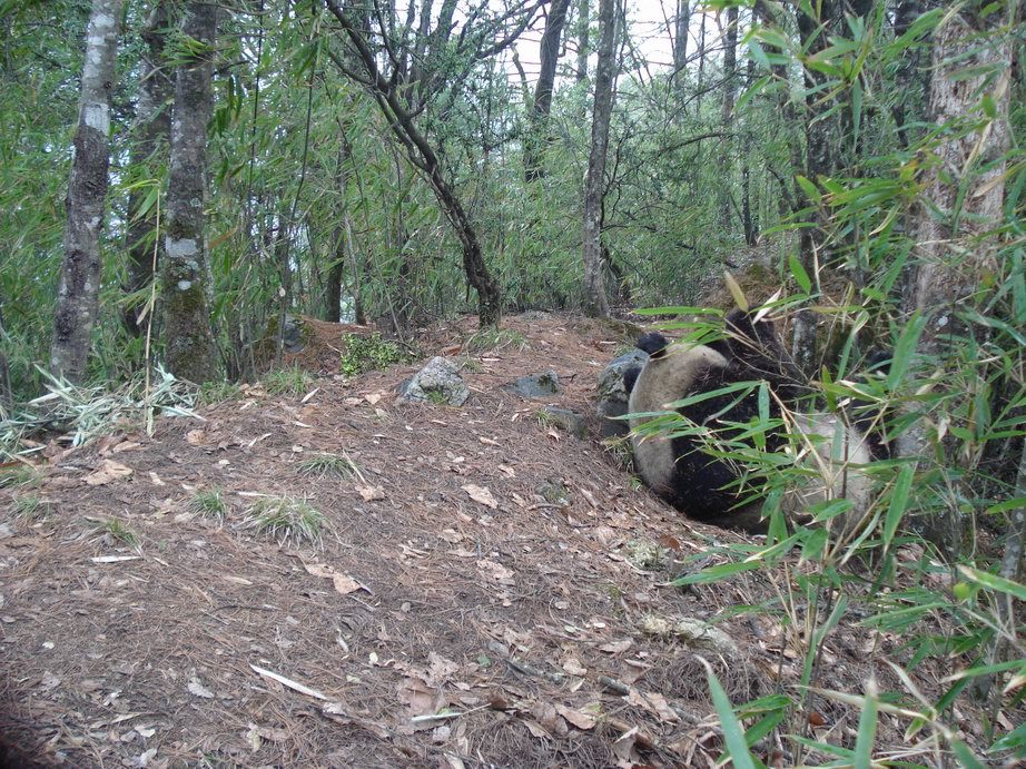 Image of Giant Panda