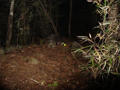 Image of Masked Palm Civet