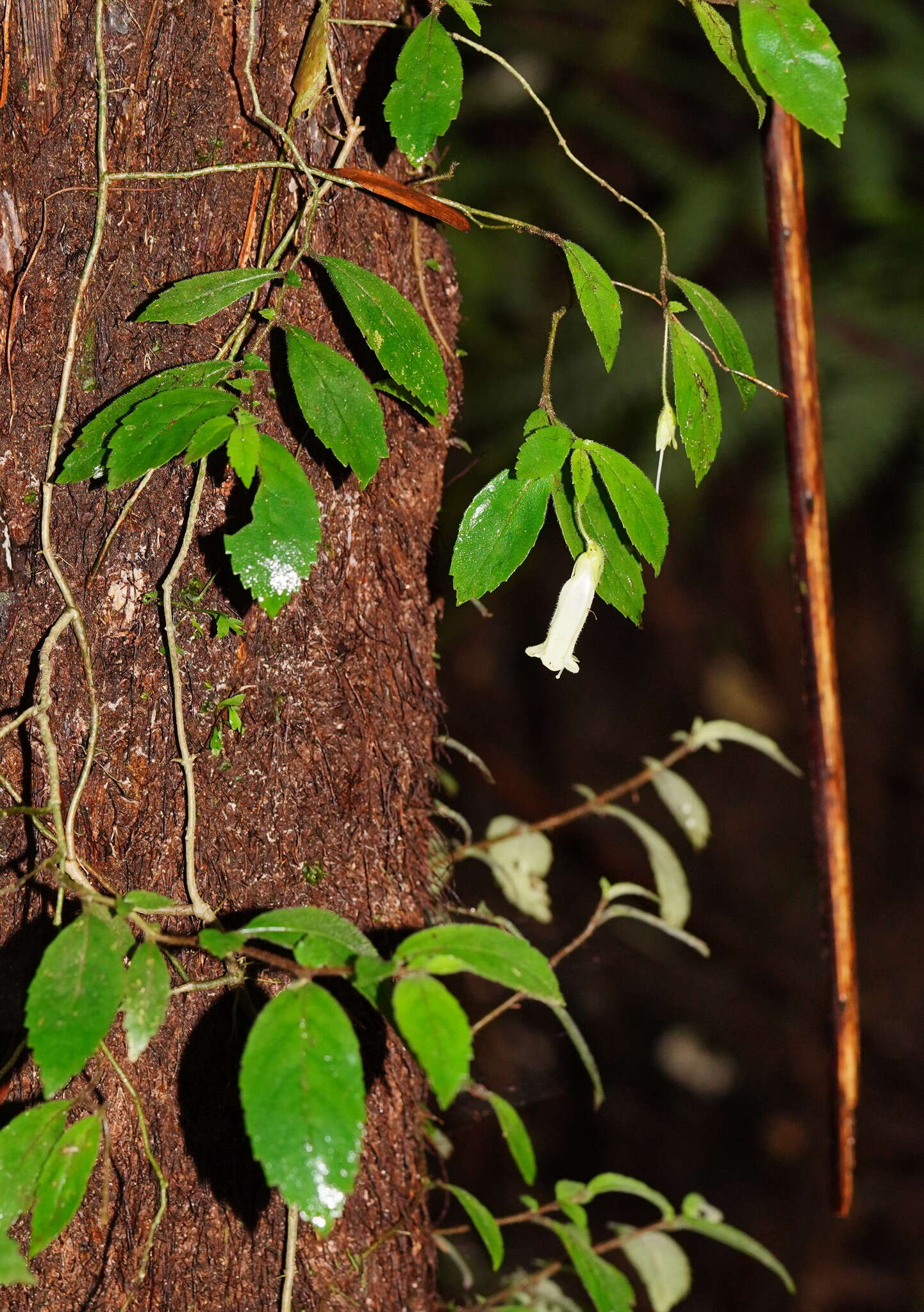 Image of Fieldia australis A. Cunn.