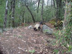 Image of Yellow-throated Marten