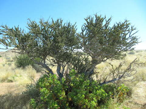 Image of Boscia foetida subsp. foetida