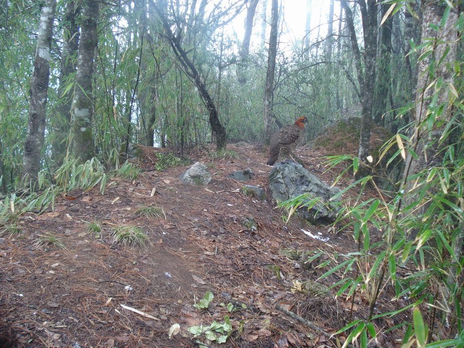 Image of Temminck's Tragopan