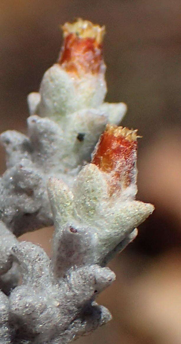 Image of Helichrysum zwartbergense Bolus