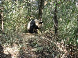 Image of Giant Panda