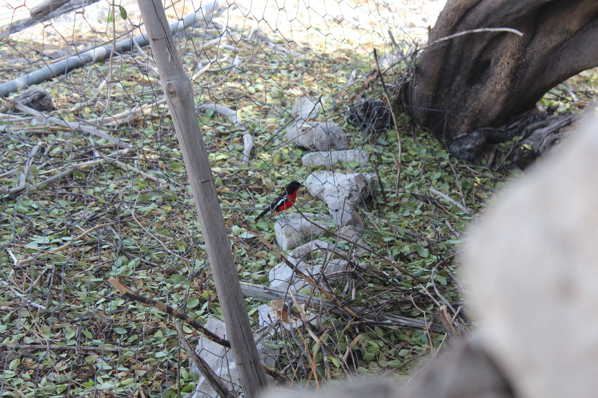 Image of Crimson-breasted Gonolek