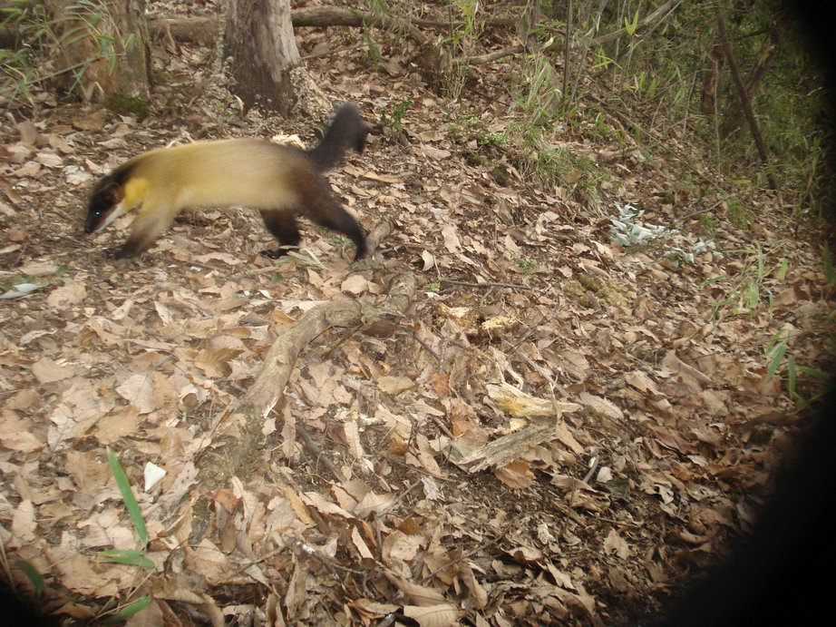 Image of Yellow-throated Marten