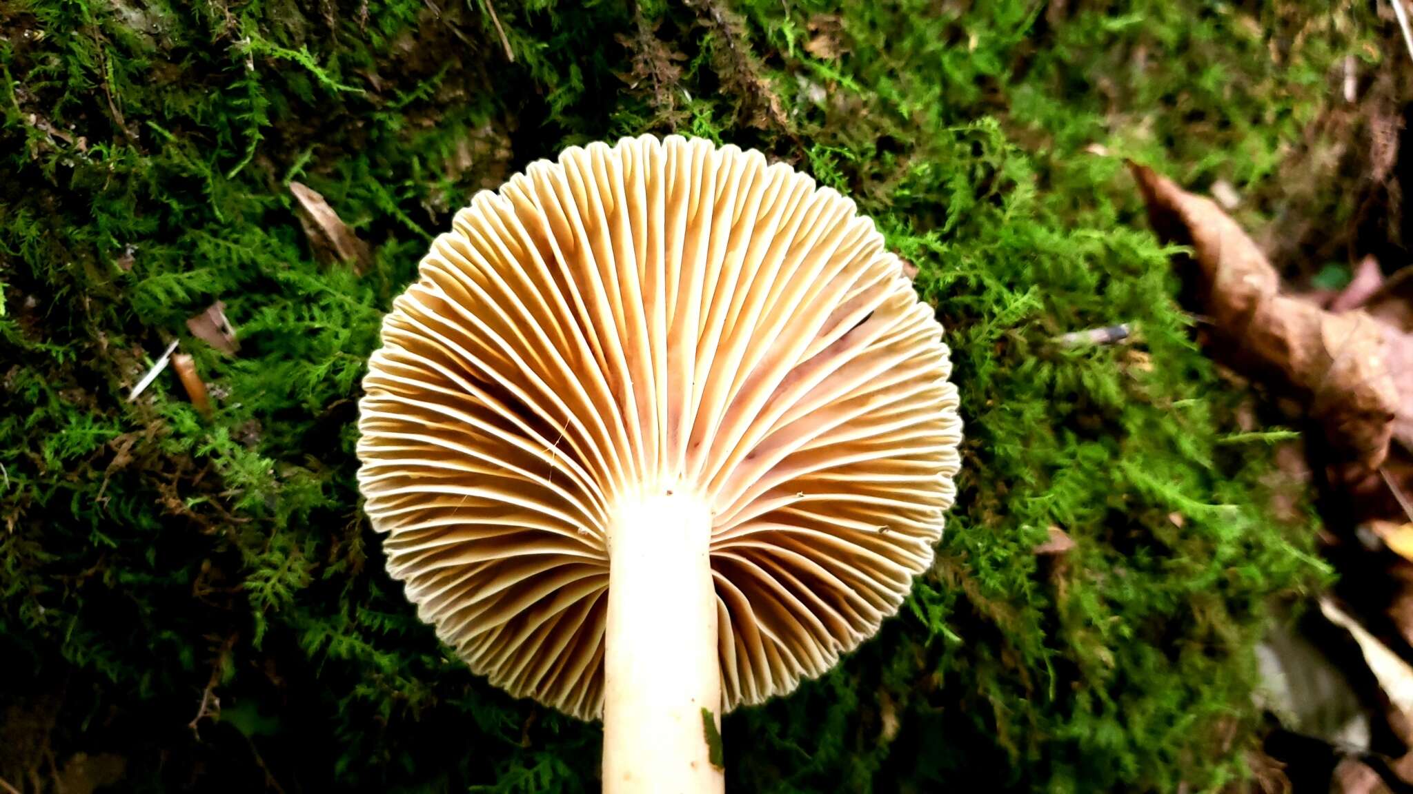 Image de Lactarius subplinthogalus Coker 1918