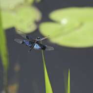 Image of Rhyothemis resplendens Selys 1878