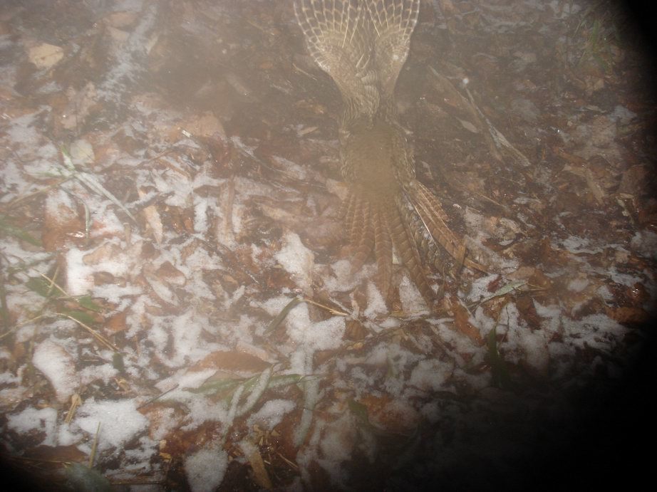 Image of Golden Pheasant