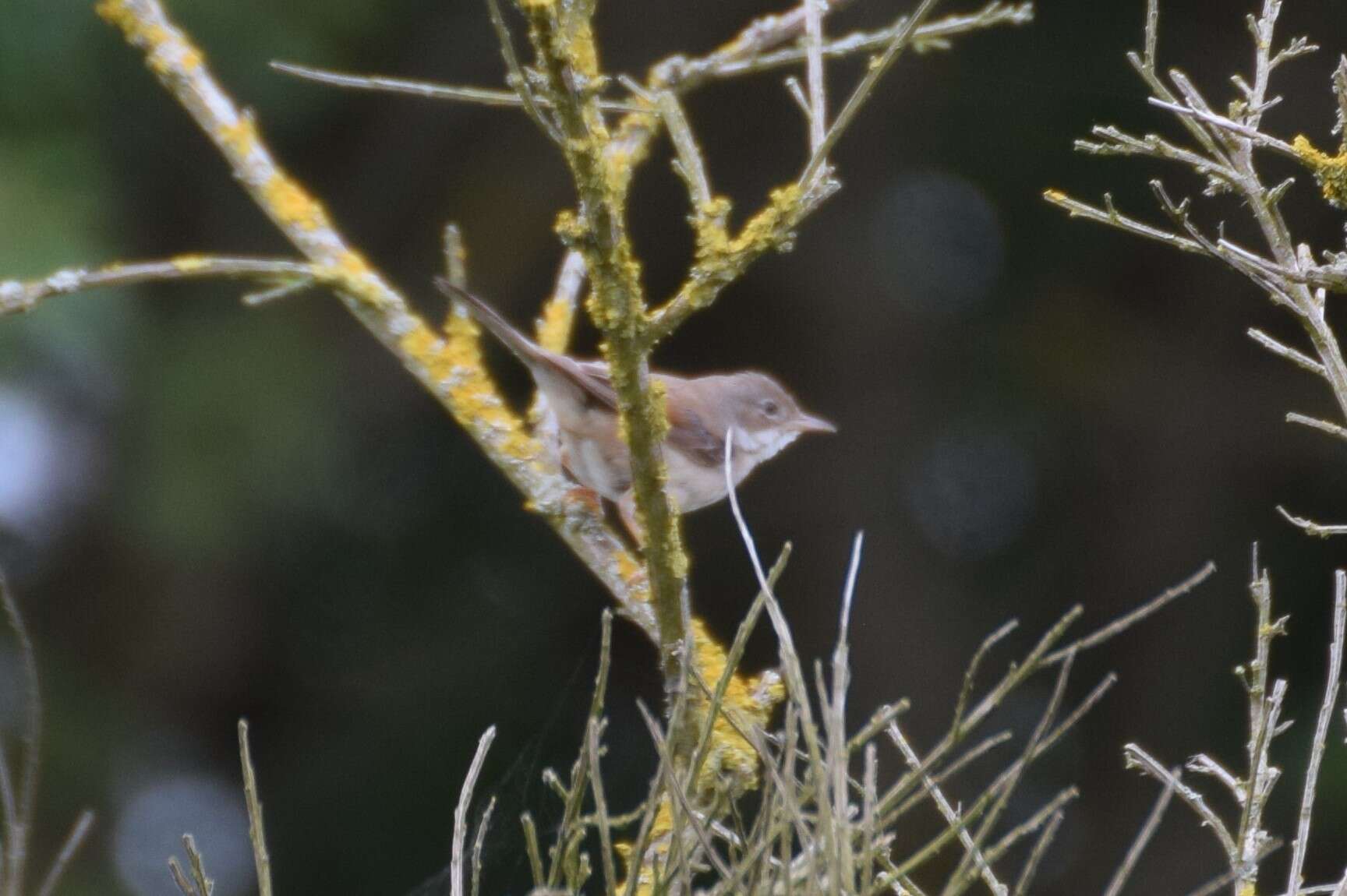 Image of Common Whitethroat