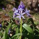 Hyacinthoides reverchonii (Degen & Hervier) Speta resmi