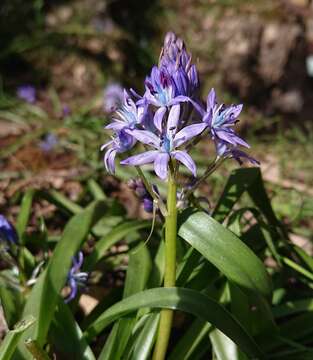 Image of Hyacinthoides reverchonii (Degen & Hervier) Speta