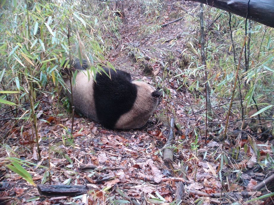 Image of Giant Panda