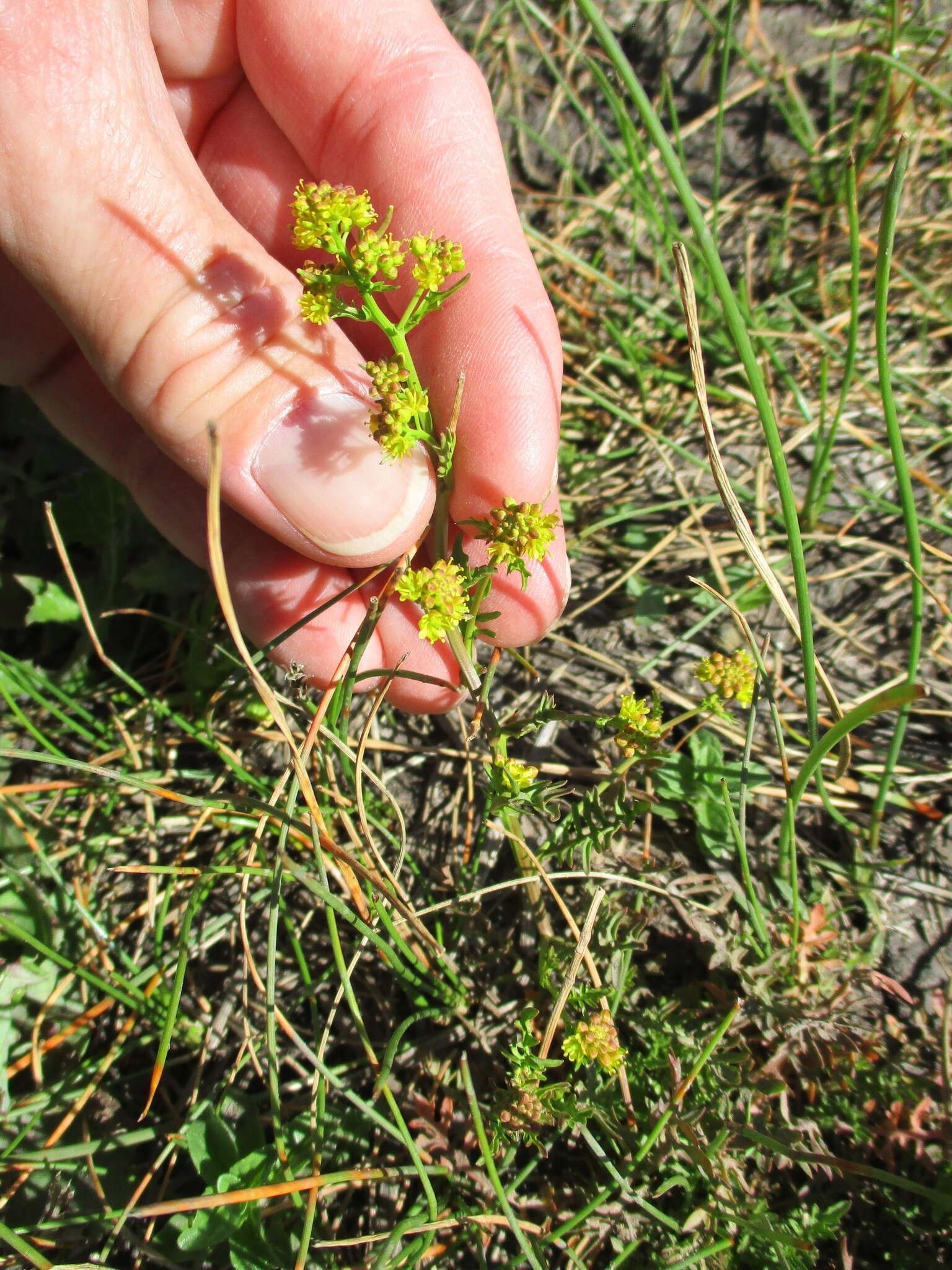 Image of curvepod yellowcress