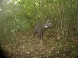 Image of Himalayan Goral