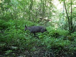 Image of Himalayan Goral