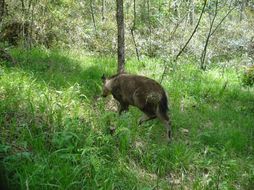 Image of Himalayan Goral