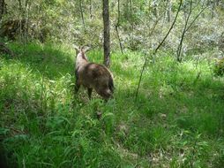 Image of Himalayan Goral