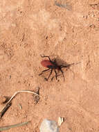 Image of Red-shouldered bug