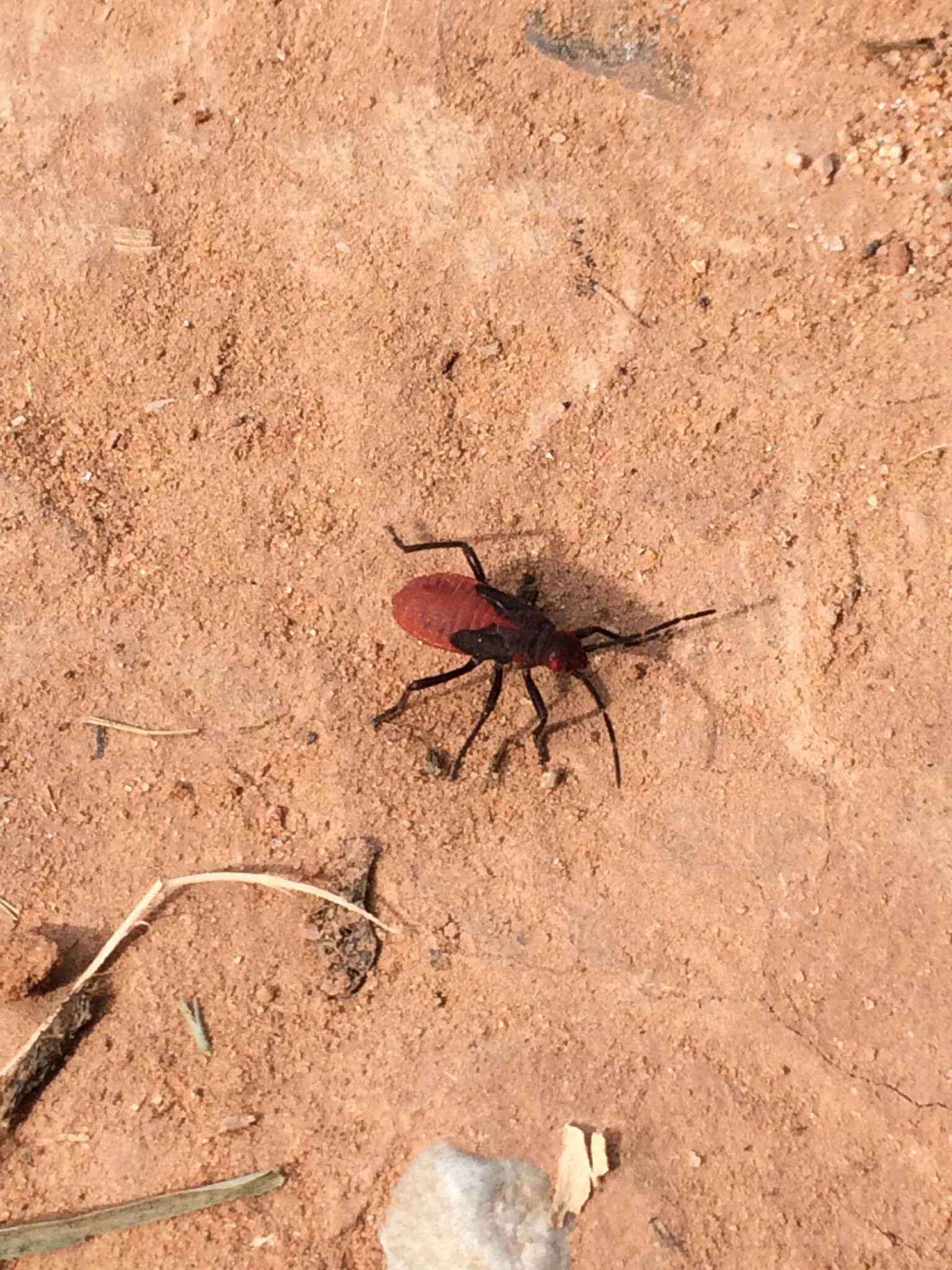 Image of Red-shouldered bug