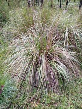 Imagem de Festuca tolucensis Kunth