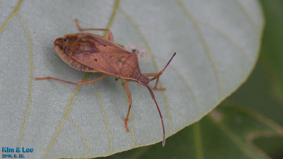 Image of Homoeocerus (Tliponius) unipunctatus (Thunberg 1783)