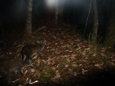 Image of Chinese Forest Musk Deer