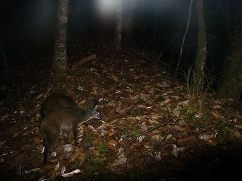 Image of Chinese Forest Musk Deer