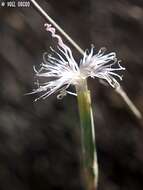 Image of Dianthus sinaicus Boiss.