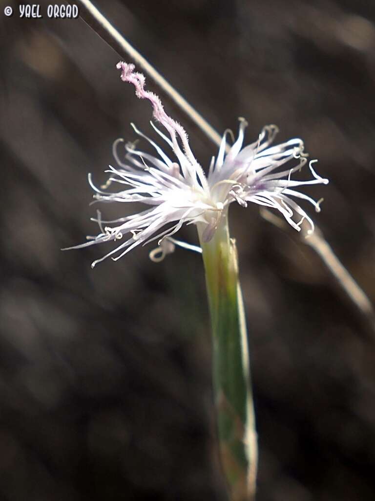 Image of Dianthus sinaicus Boiss.